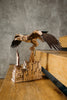 Liberty Eagle image-6 Polski